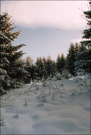 Rajcza - okoliczne lasy zimą
