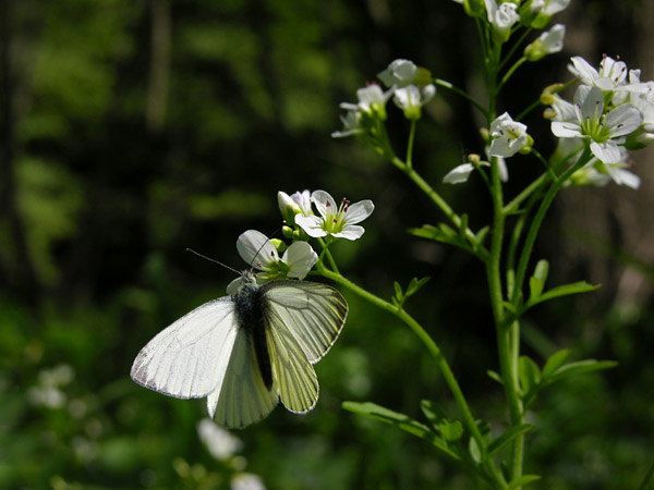 Bielinek motyl Prowów - zwłaszcza Czsnoty 5420__kop kop motyle (105)