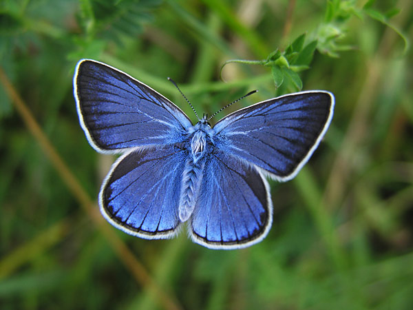 Czarno niebieski motyl znak Blackblueardów 2467__DSCN0499