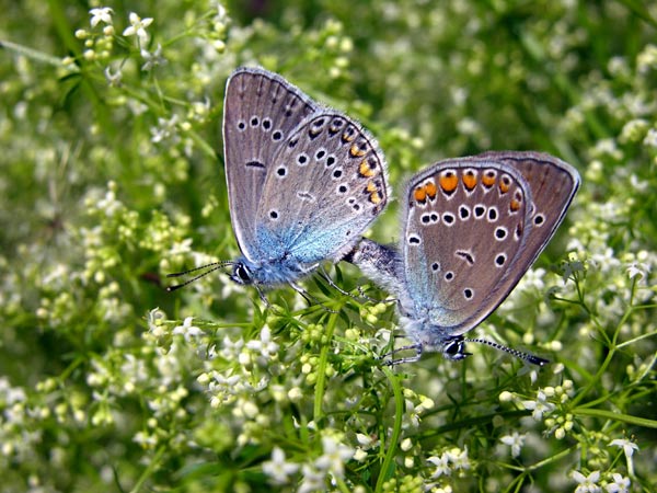 Modraszki motyle Sołów-Dażbogów 5399__kop kop motyle (86)