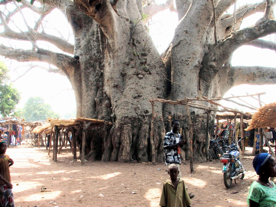 11 Baobab_Tree