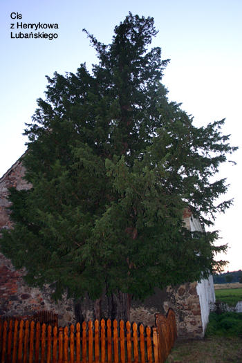11 Cis 1275 letni drzewo_2