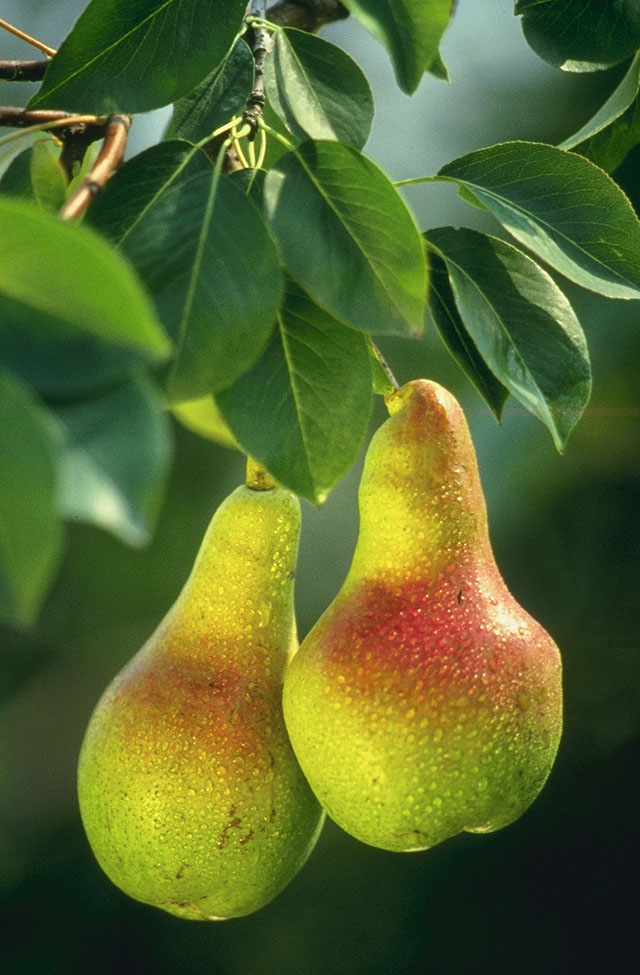 11 grusza owoce Pears