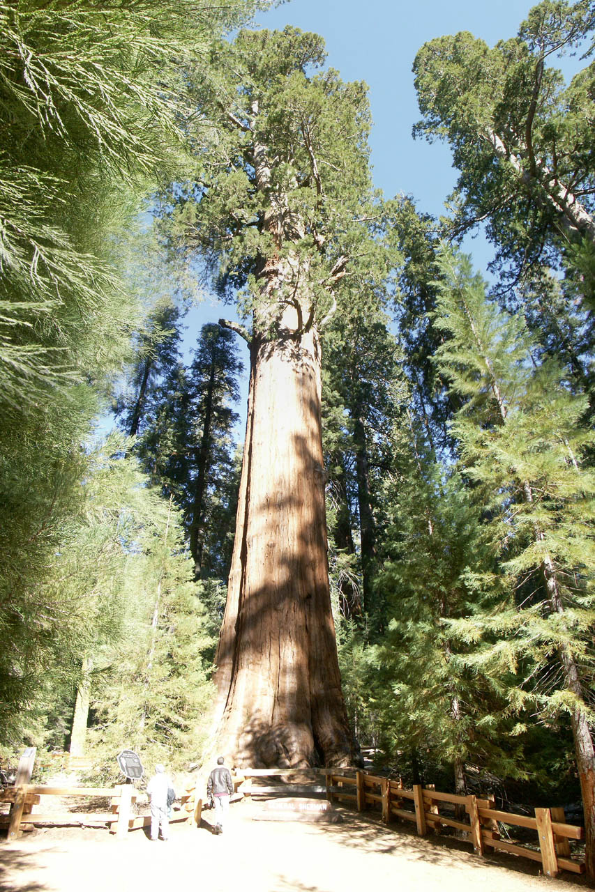 11 m General_Sherman_Tree