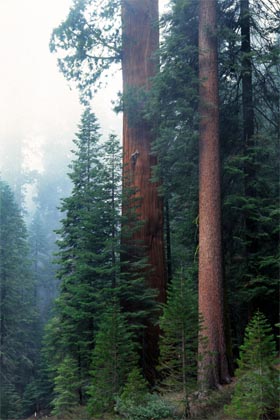11 sekwoja sq-giant-sequoia-7