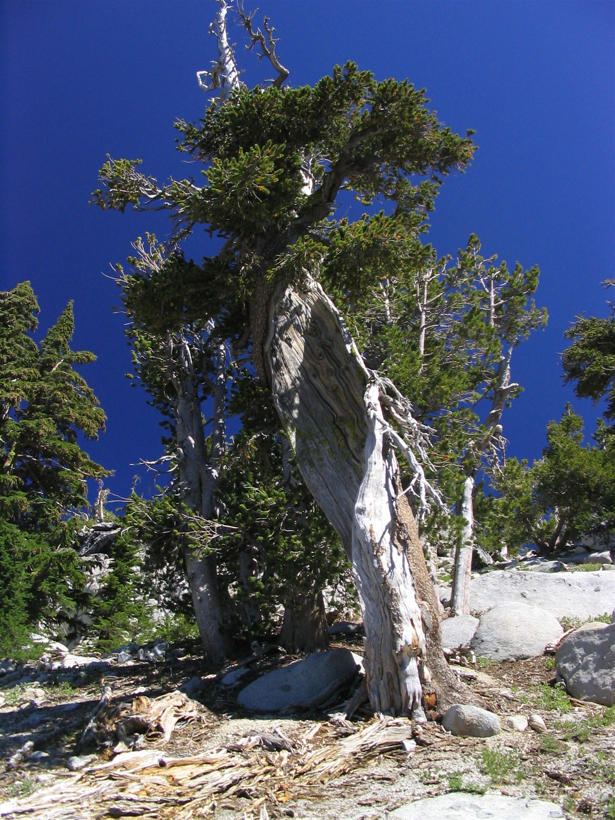 Pinus longata Foxtail