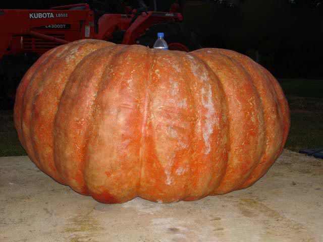 112 giant_pumpkin