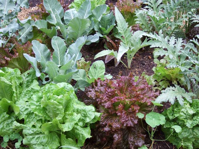 Spring-Vegetable-Plants