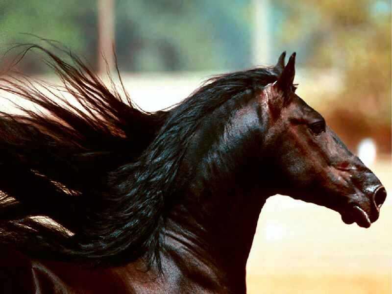 bogowie czarne konie_31
