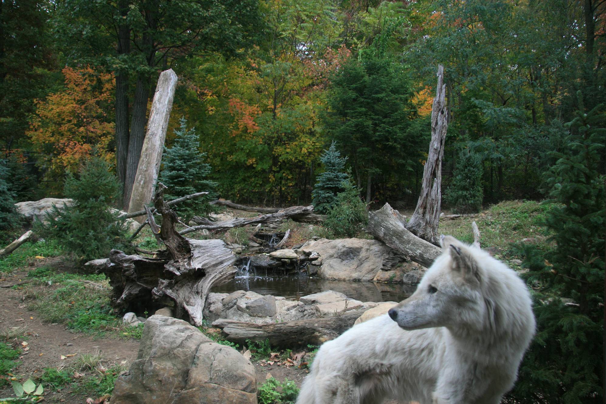 wilk Wolf Habitat At Turtle Back Zoo