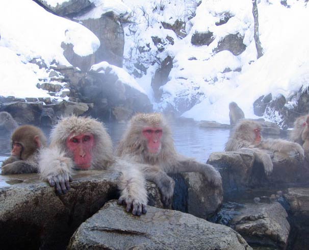 zima małpy monkeybig