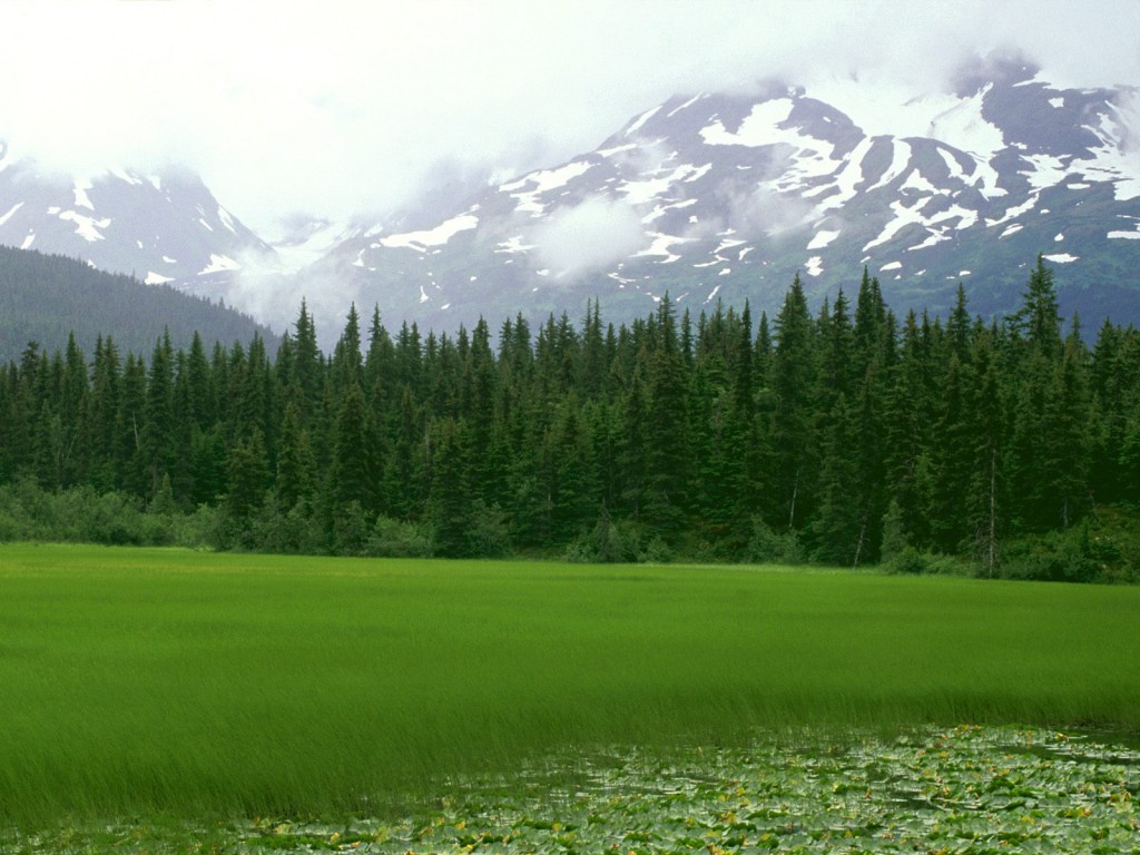 ALASKA spring Greener Pastures, Moose Pass, Alaska