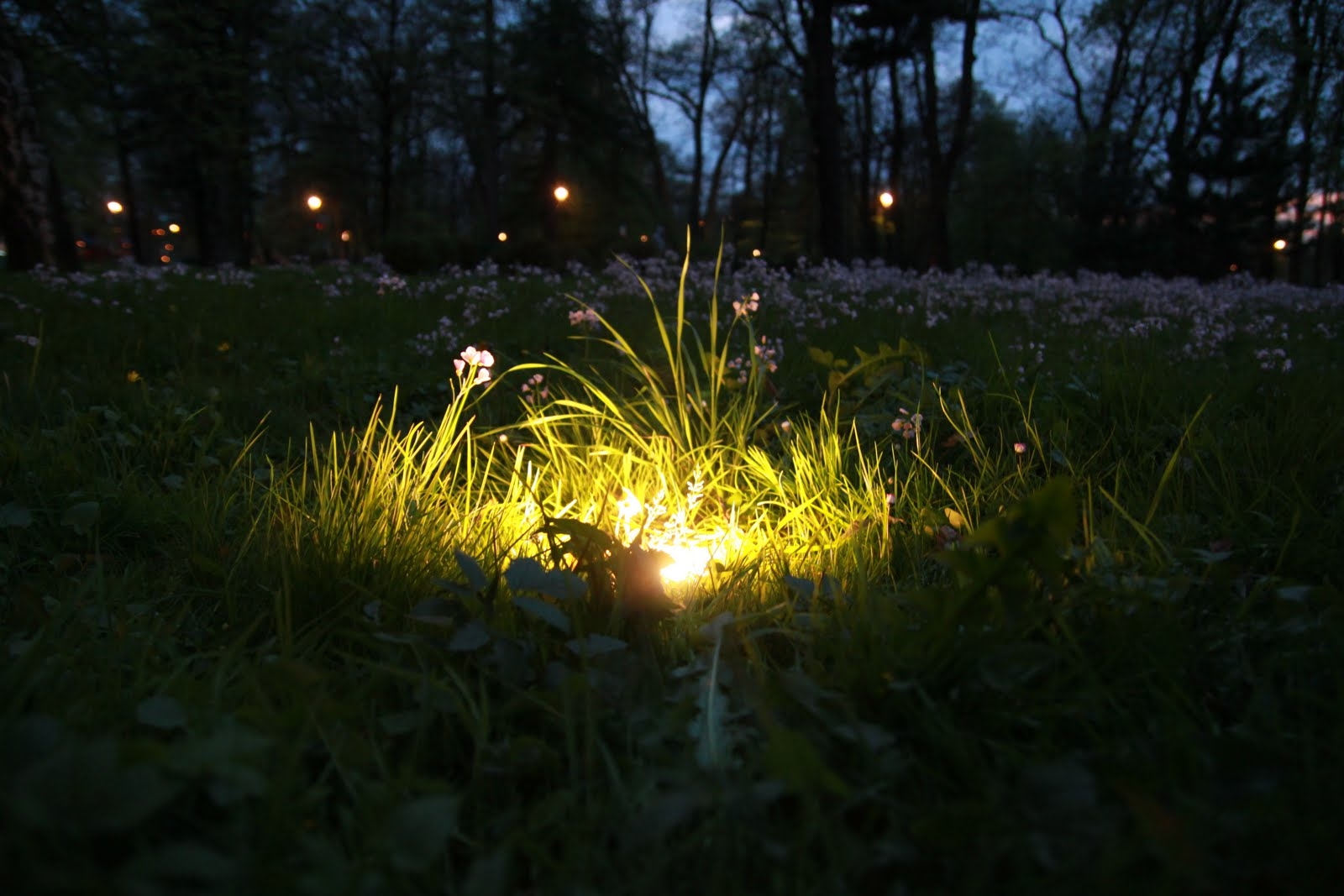 Однажды вечером в траве. Цветок папоротника на Ивана Купала. Ночная трава. Летняя ночь.