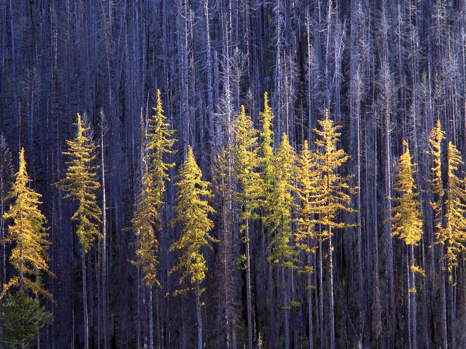 6 Autumn-Larch-Trees--Colville-National-Forest--Wa