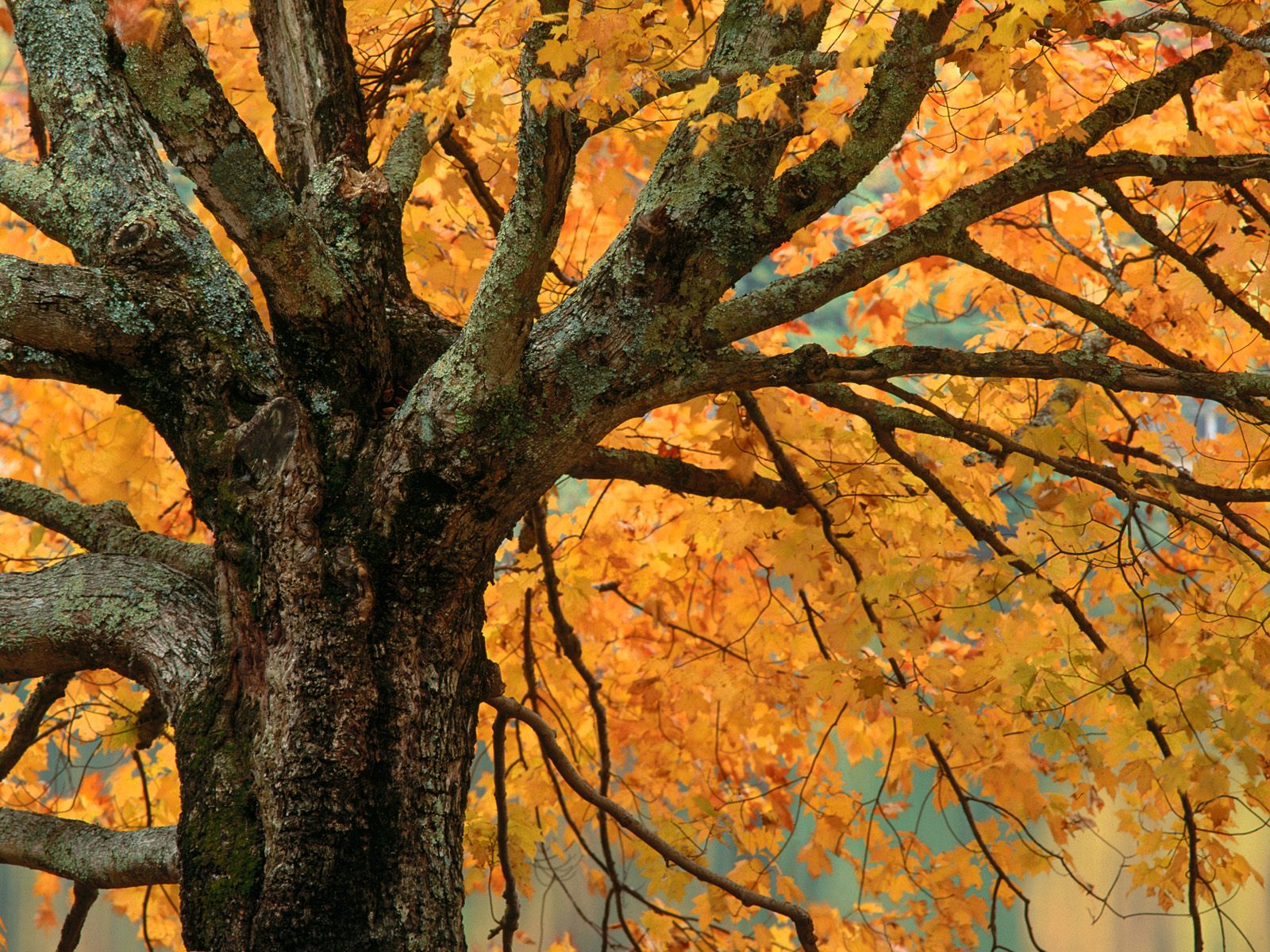 6 Autumn-Maple--Bass-Lake--North-Carolina---1600x1