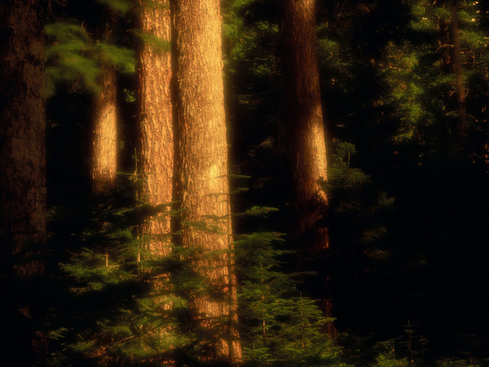 6 Old-Growth-Forest--Hood-River-County--Oregon---1