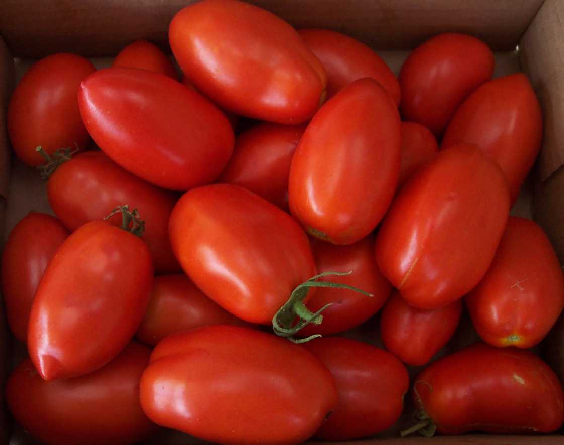 aa t plum-tomatoes-7017431