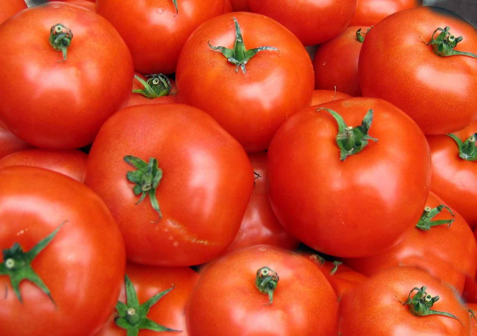 aa tomatoe