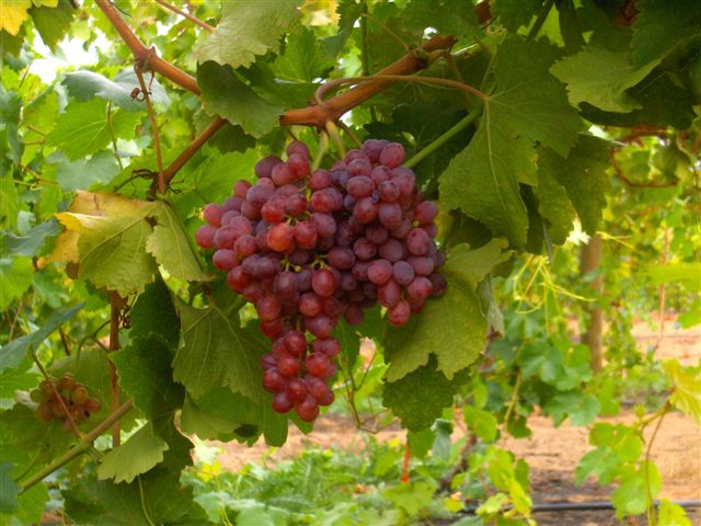 winogrona uprawa Crimson_Seedless_Table_Grapes