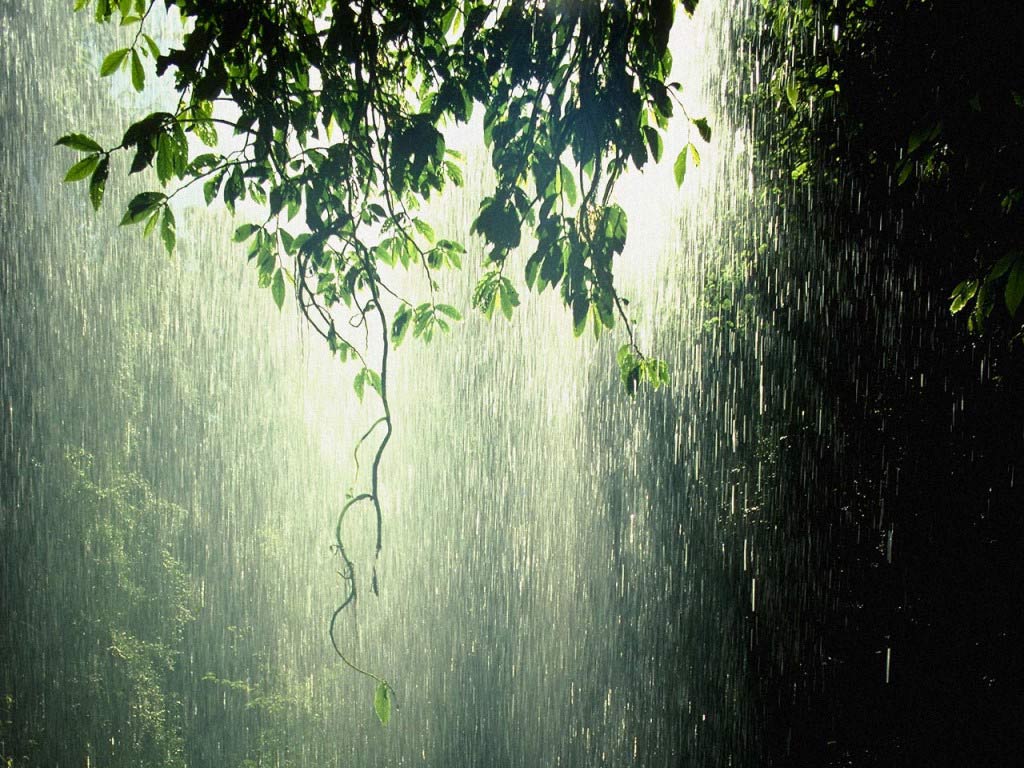 00 b nn rain_forest_tropic