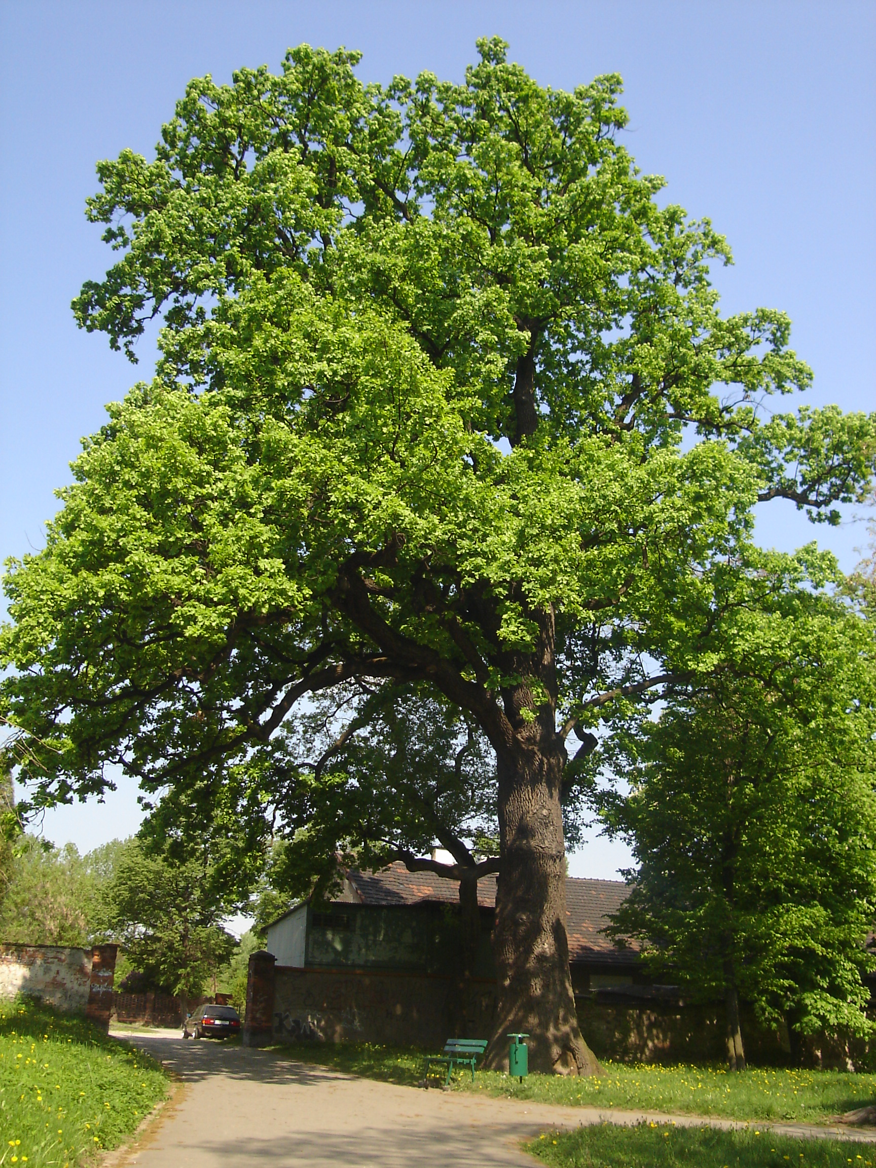 old tree dąb park jerzmanowskich kraków Prokocim_pomnik_przyrody