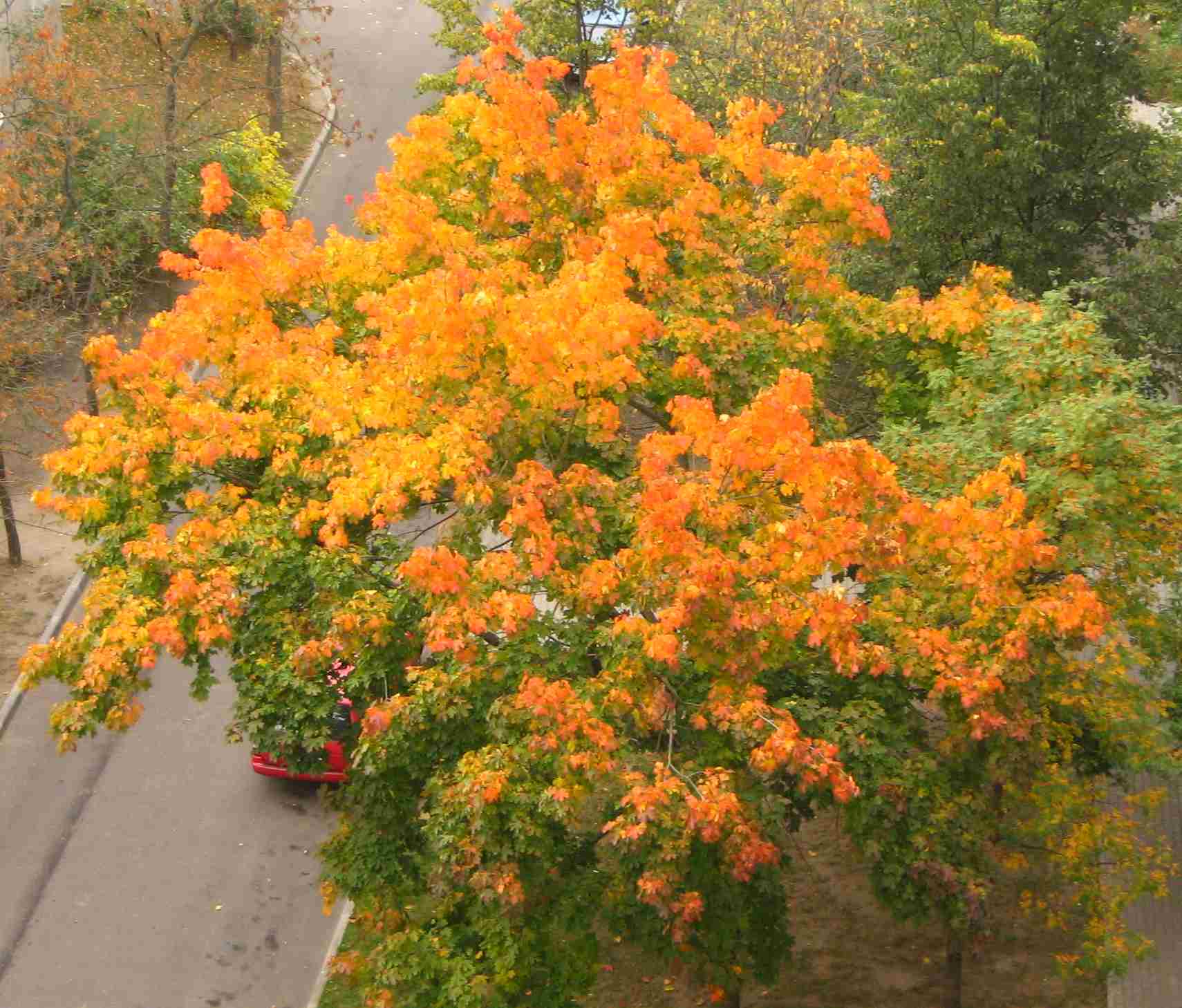 aut belarus Minsk_Autumn_trees