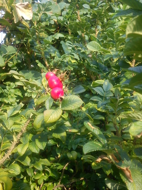 Las Niedźwiecki róże owoce DSC00251