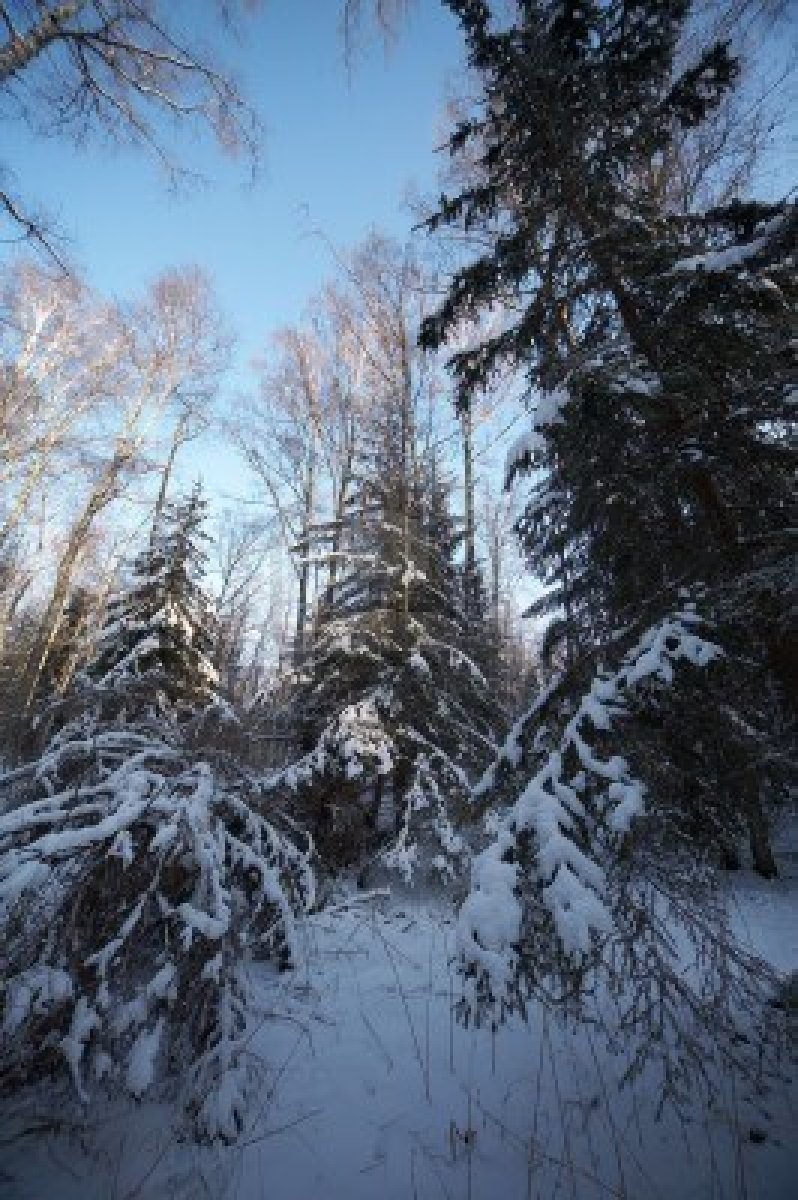 ll 5118638-russian-winter-in-wild-forest