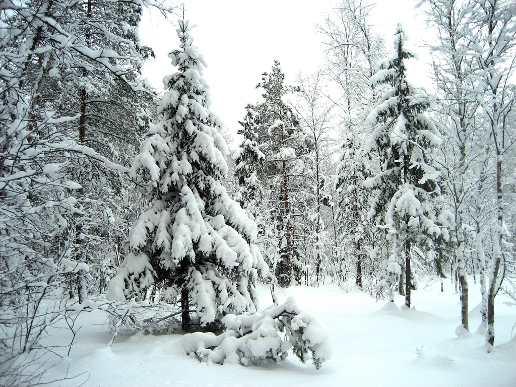 ll russian-forest-in-winter