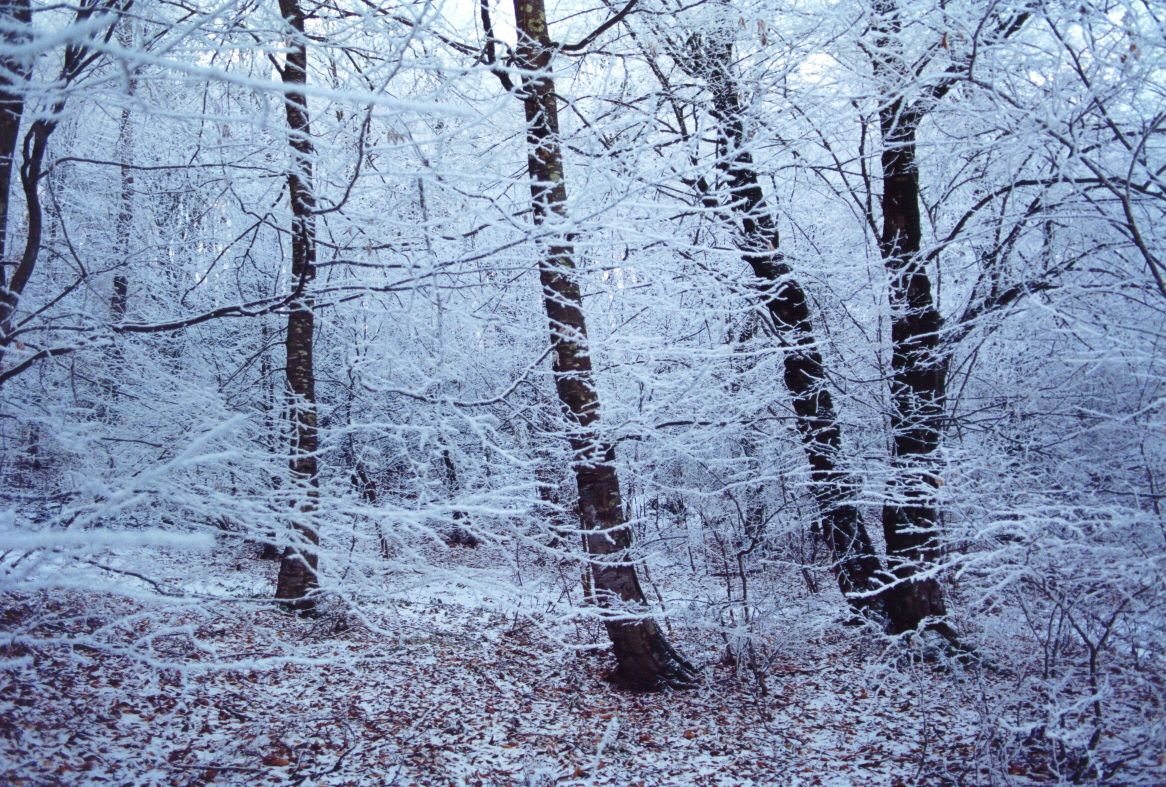 ll winter_forest_e