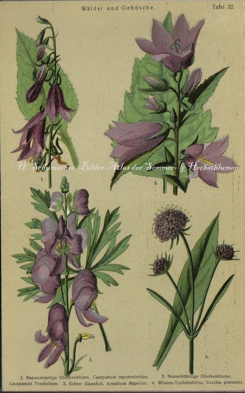 07_30_11 bilder atlas der sommer und herbstblumen aconitum 1.1