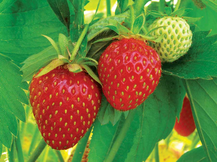 aa straw GRT-JA10-strawberries-onvine-i