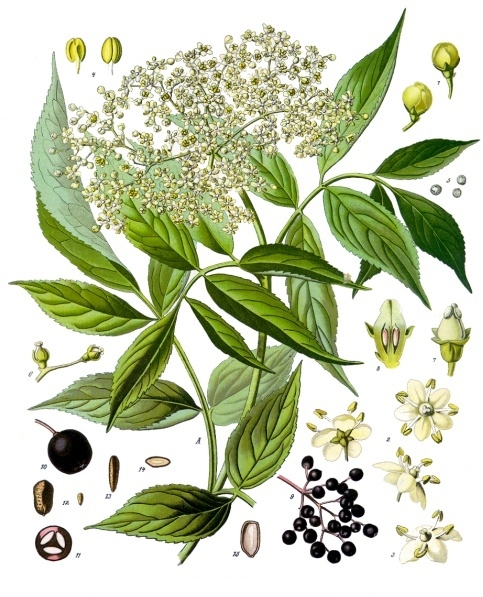 Sambucus_nigra_-_Köhler–s_Medizinal-Pflanzen-127