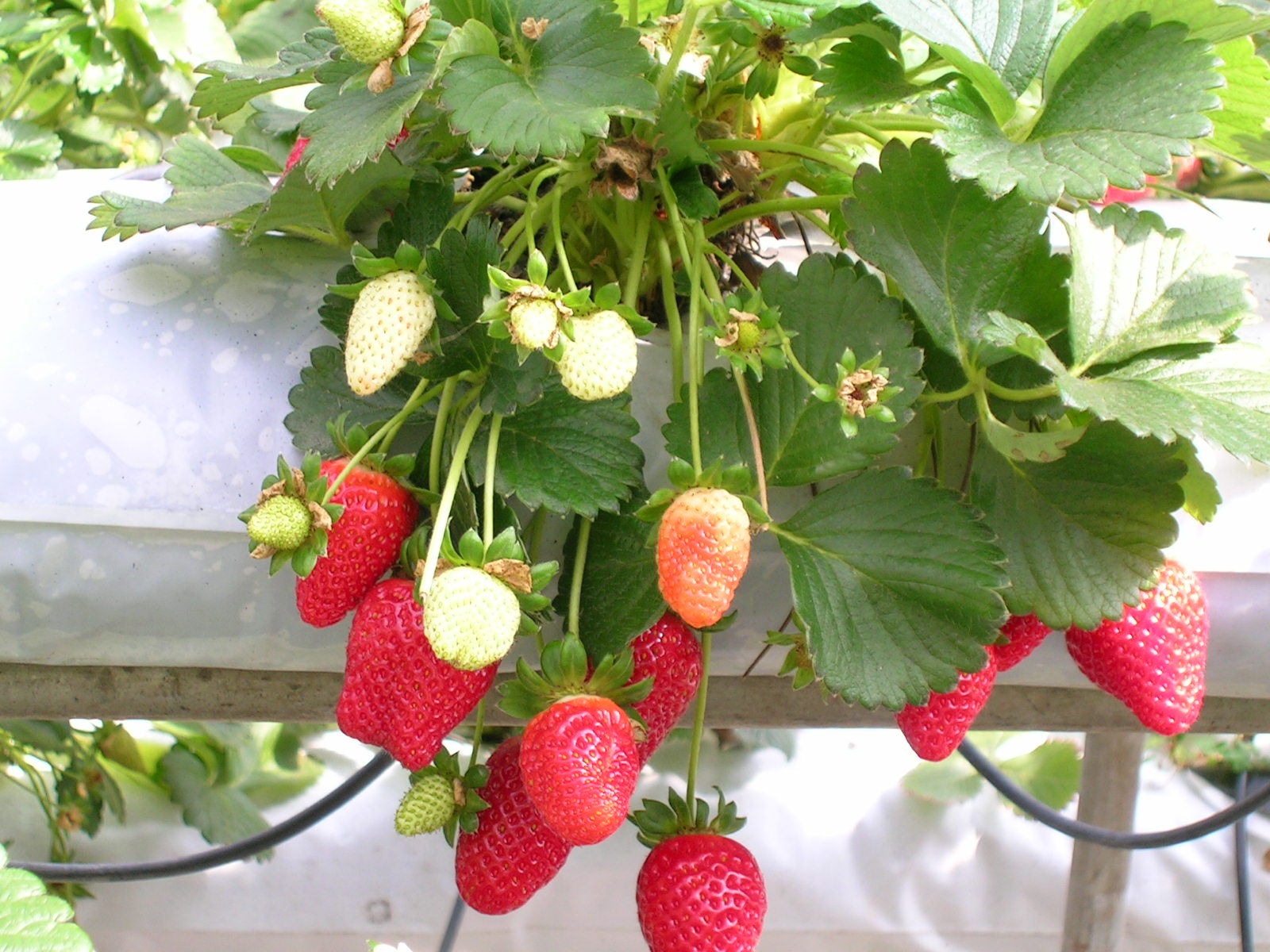 Strawberries