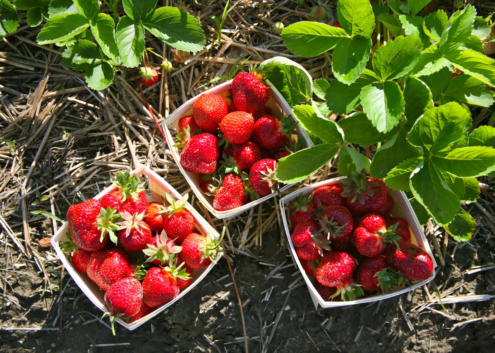 Strawberry boxes