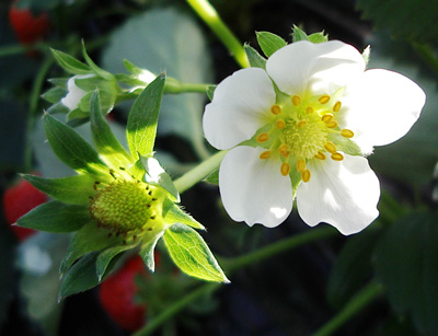 Strawberry_flower