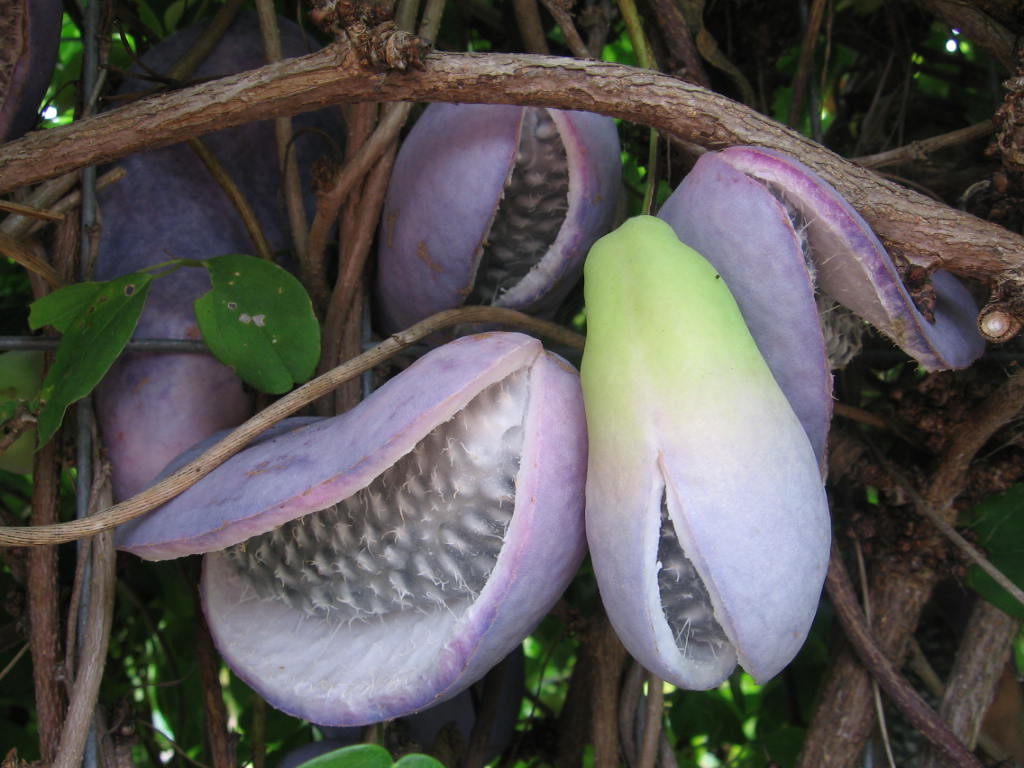 Akebia-Quinata-10-fruits-with-the-weird-looks-tropical-fruits-in-florida-exotic-fruit-and-vegetables