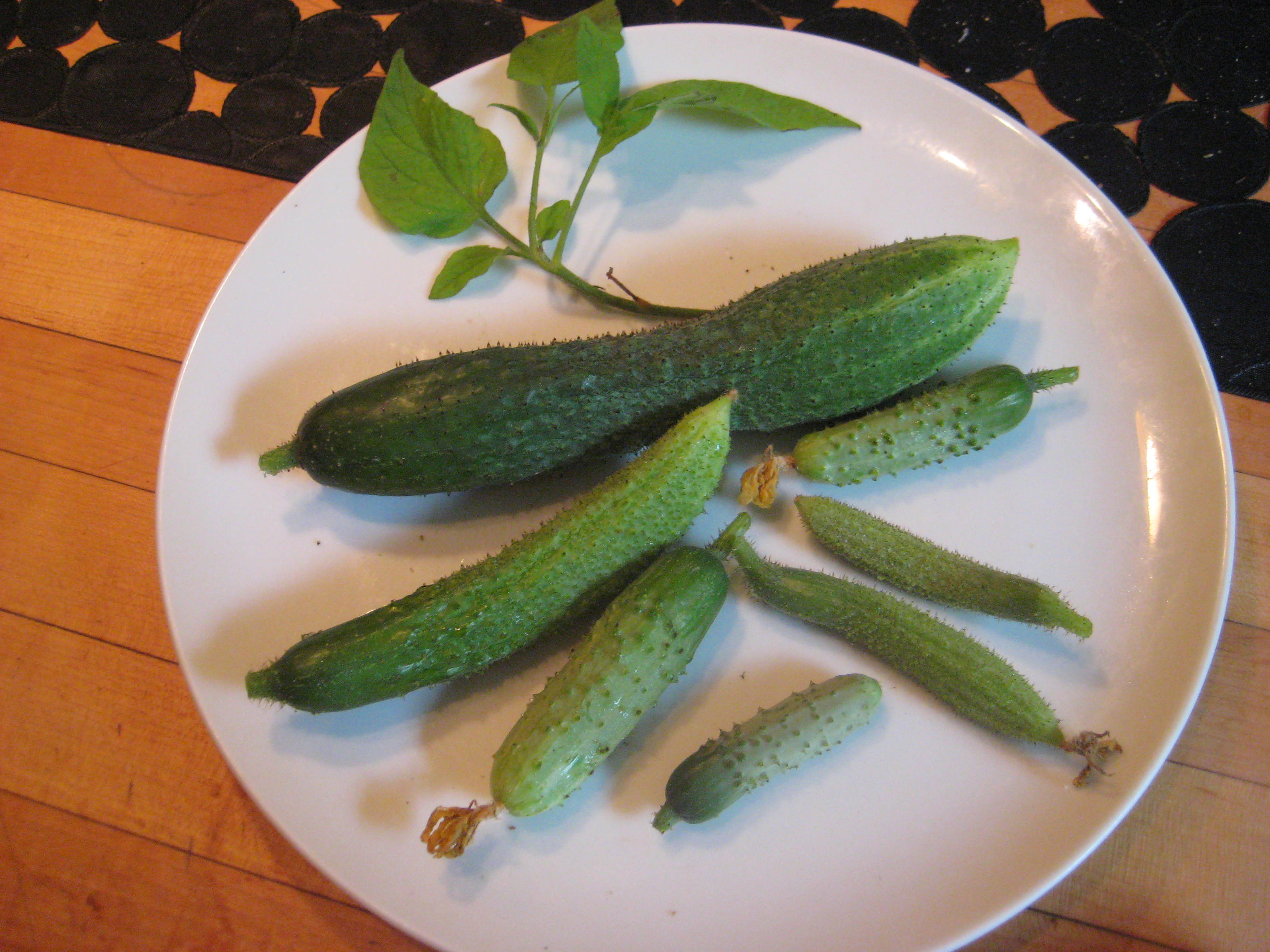 c french-pickling-cukes