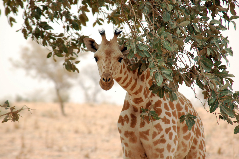 Giraffe_koure_niger_2006
