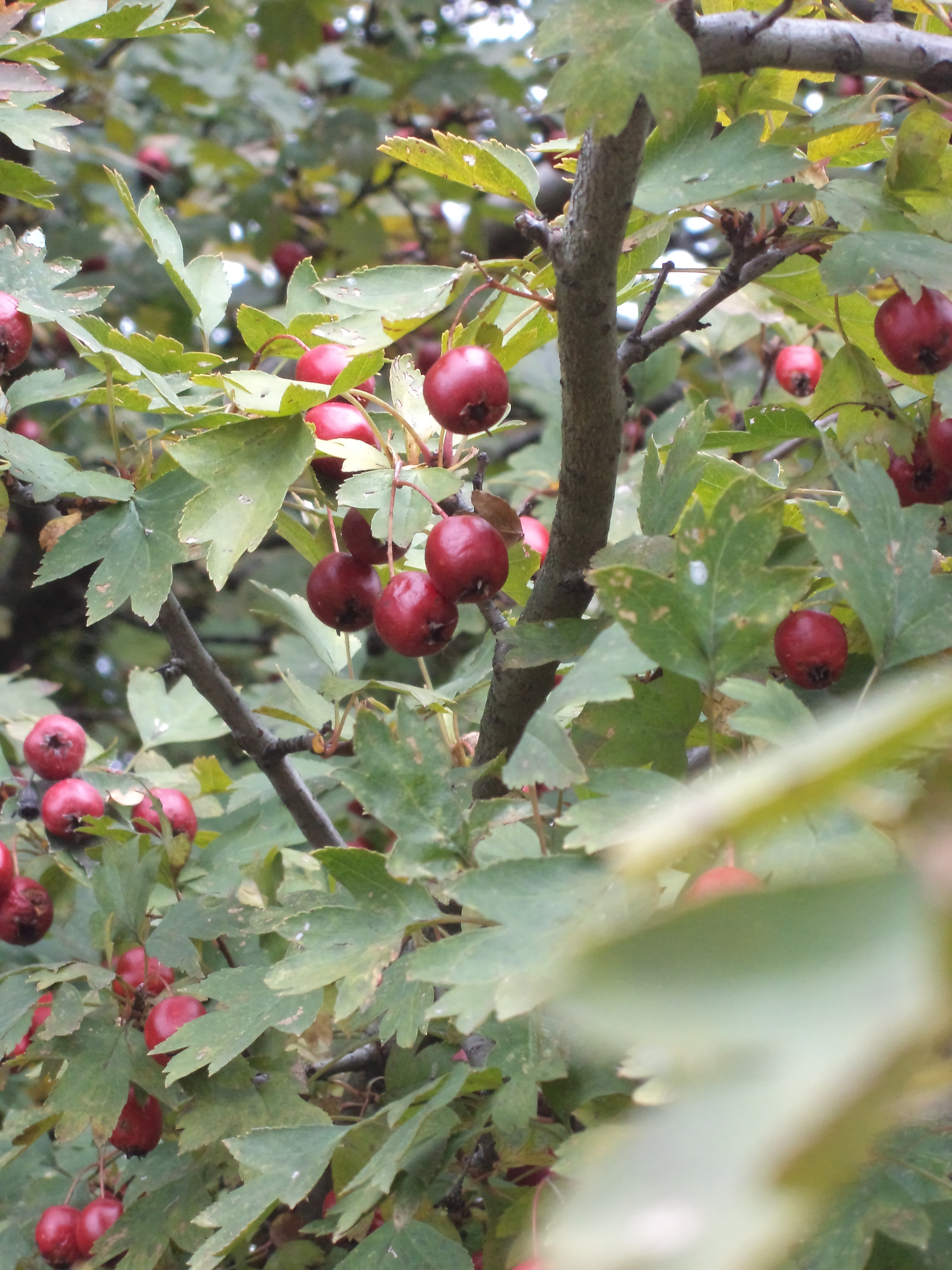 jesien DSC01179 kleszczów owoce 1 obr w pr