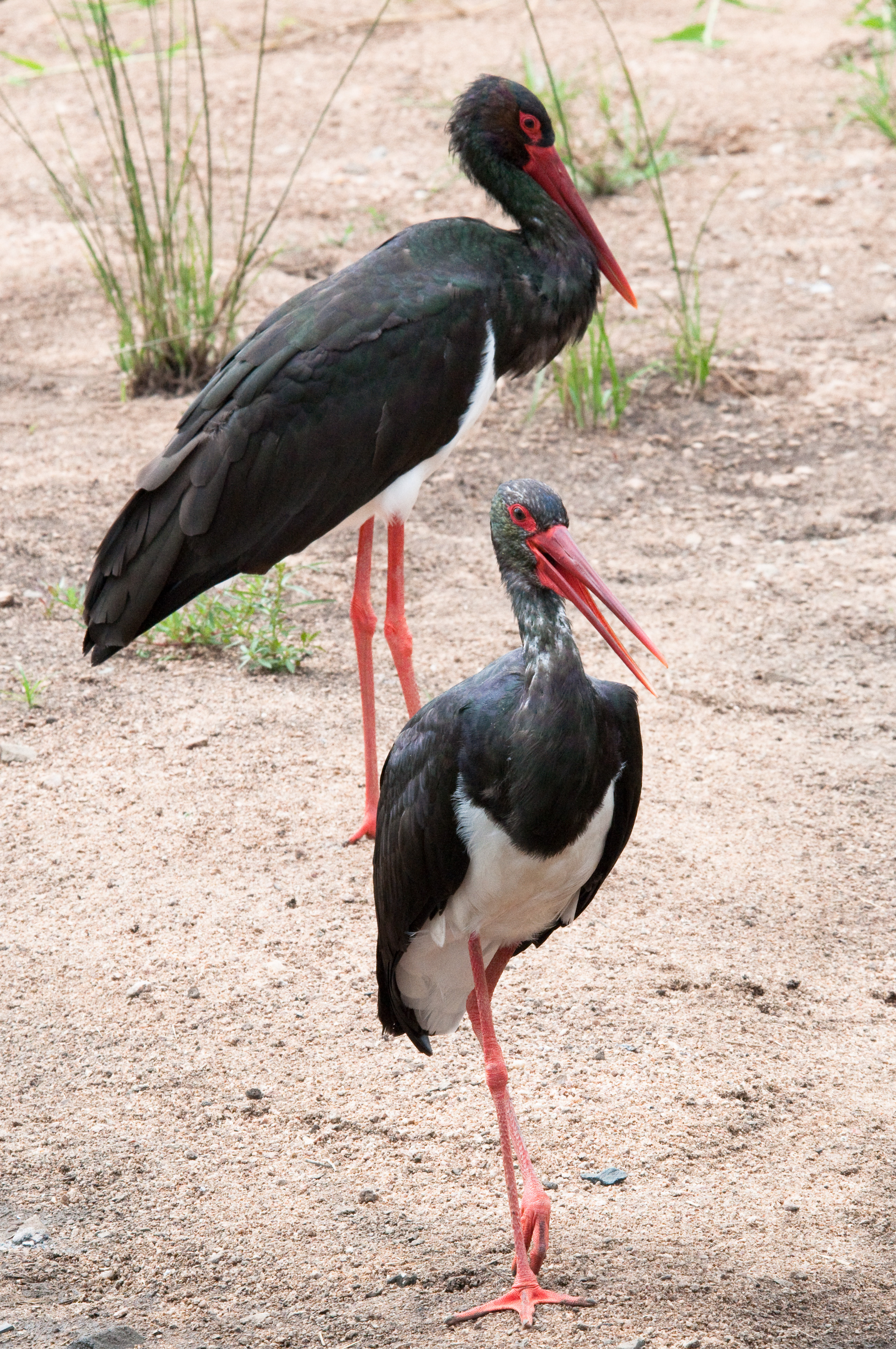Black Storks