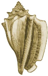 Conch_drawing