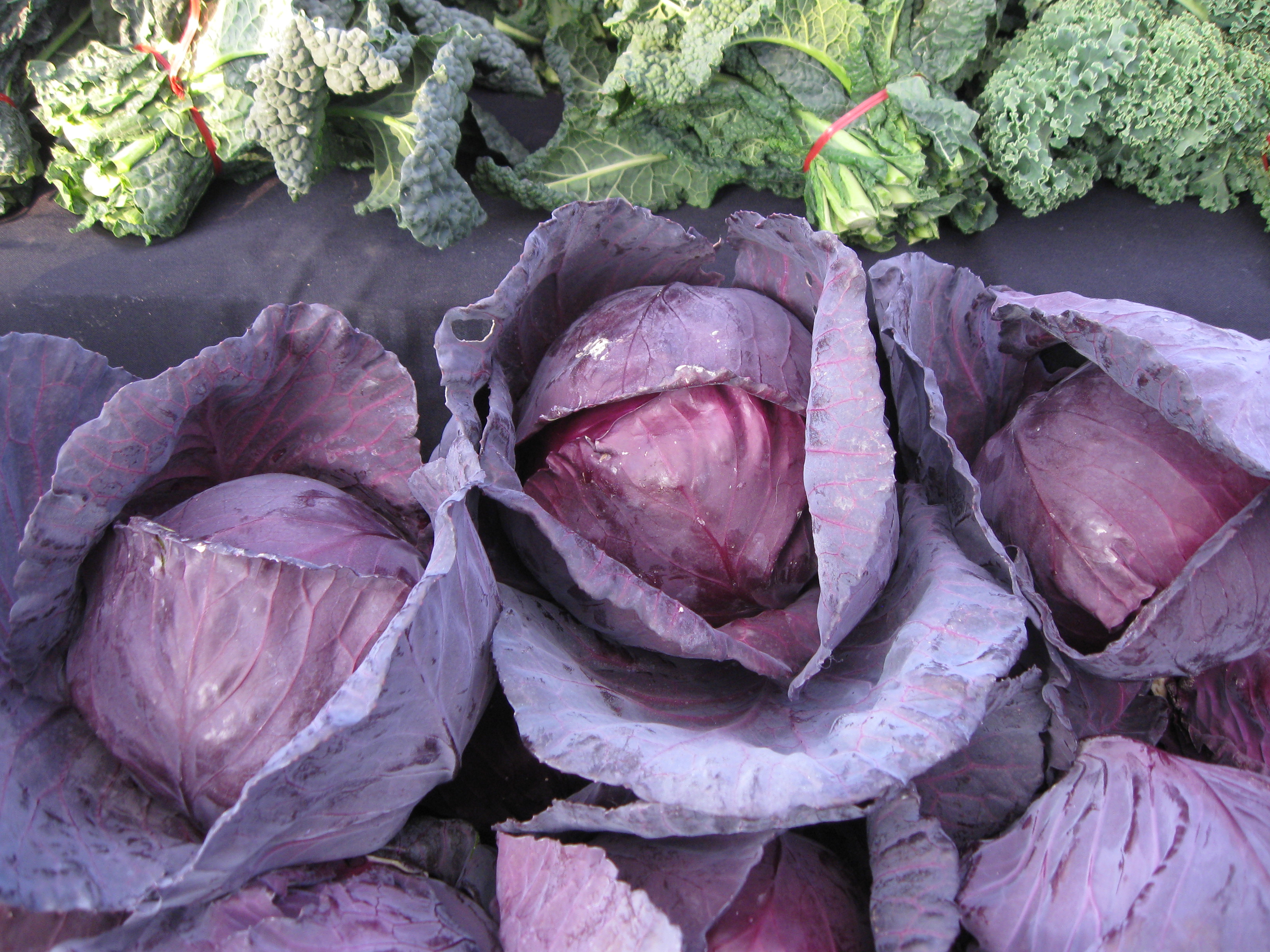 11-17-farmindy-red-cabbage