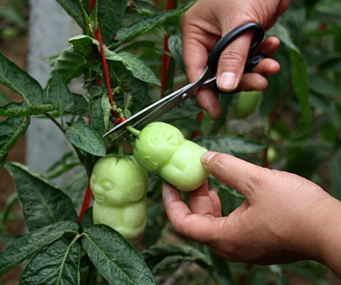 100pcs-Rare-Baby-Ginseng-Fruit-pear-seeds-Ornamental-funny-herb-Solanum-muricatum-plants-garden-7027-11