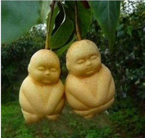 Free-shipping-10pc-packRare-Baby-Ginseng-Fruit-pear-seeds-Bonsai-Ornamental-funny-herb-tree-seeds-sapodilla