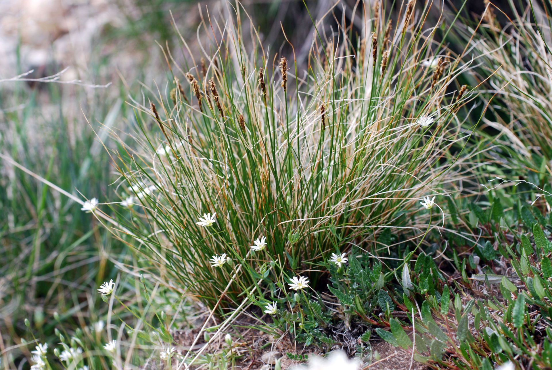 Kobresia myosuroides 09 July 2009 Northwest Territories Jeffery M. Saarela_10(corrected)