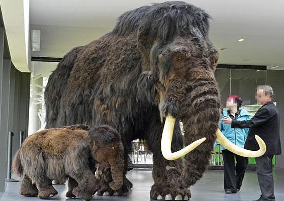 Mamut, mamuty, DinoAnimals.pl