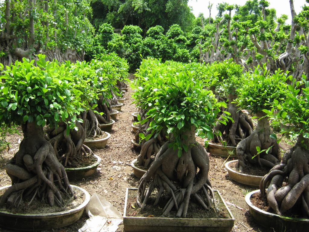 strong_style_color_b82220_ginseng_ficus_strong