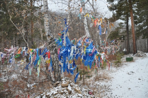 Bajory, bajorki, węsiory i węsiorki Białczyński