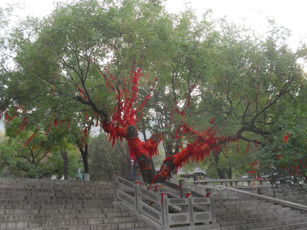 7249619-Tie-a-red-ribbon-around-the-old-tree-0
